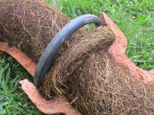 tree roots from a blocked drain