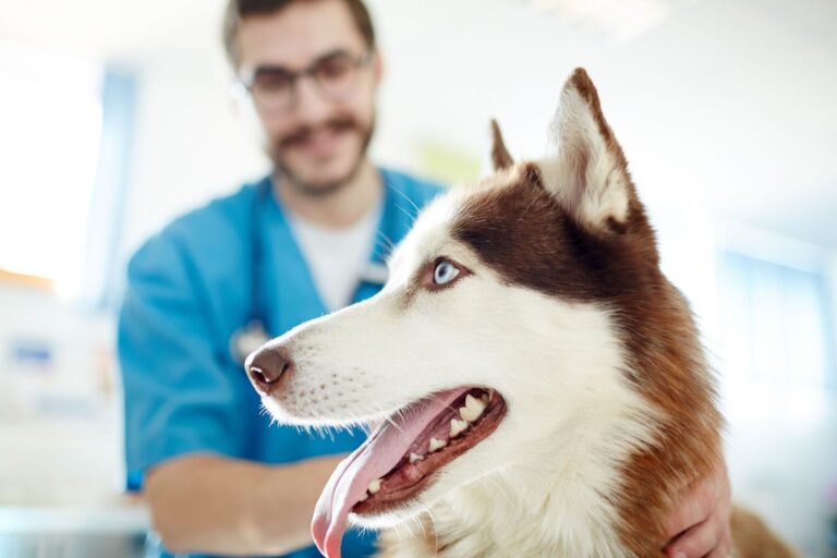 Dog and vet